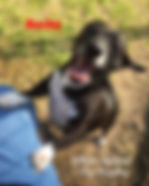 West Alabama Dog Boarding