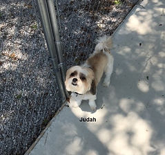 Judah2.jpeg