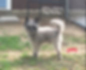 West Alabama Dog Boarding