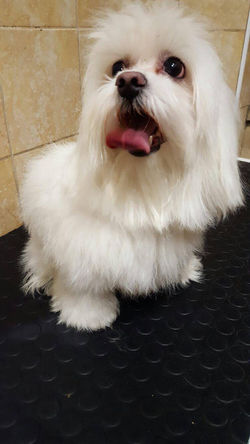 15311011_1362528747114366_1564304365_o