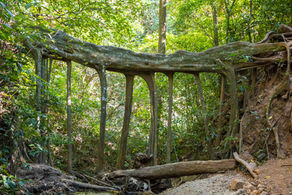 How to get to Monteverde by bus?