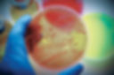 Microbial Testing  at CytoGene Research & Development