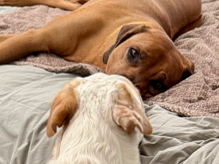 Dog-Shaped Love: A Love that Listens