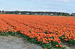 03%20Tulpen_edited.jpg