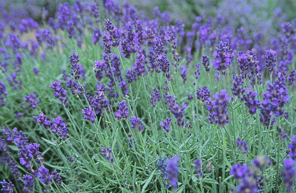 lavender_edited.jpg