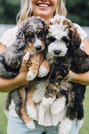 Two tri bernedoodle male puppies
