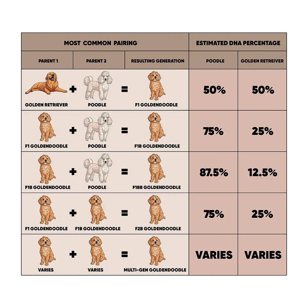 Goldendoodle generation chart and percentages explanation