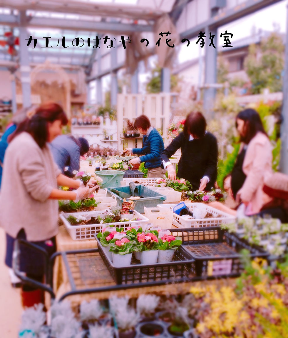 カエルのはなやの花の教室