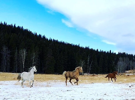 Horse herd during winter