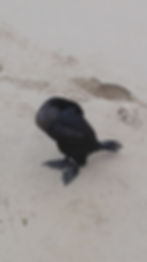 Headless sea bird?