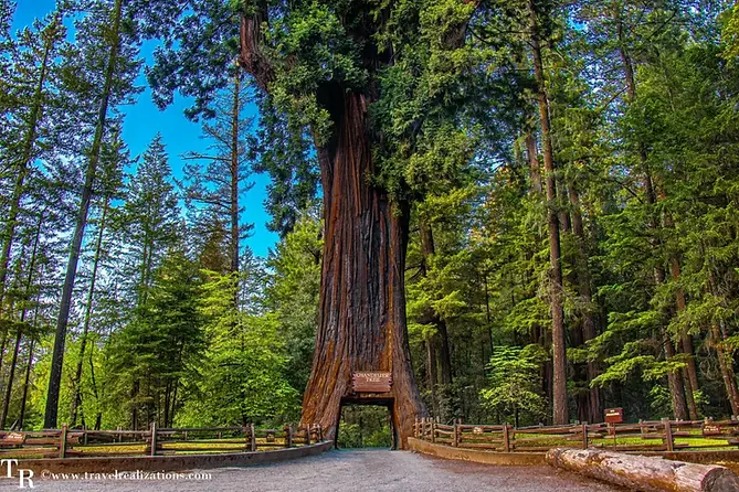 Redwood-Trees-Humboldt-County-1-scaled.jpgw3.webp
