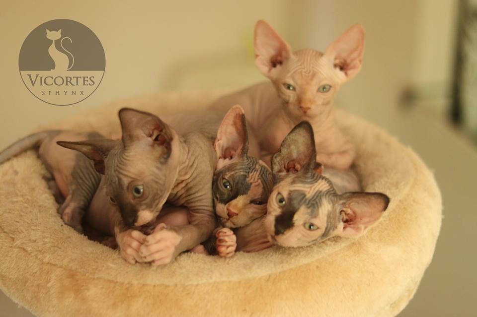canadian sphynx cattery