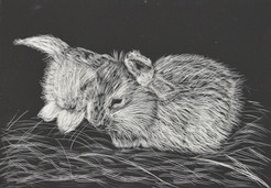 Bunnies on Hay Rep.JPG