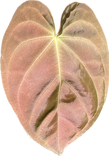 IMG_7744.png