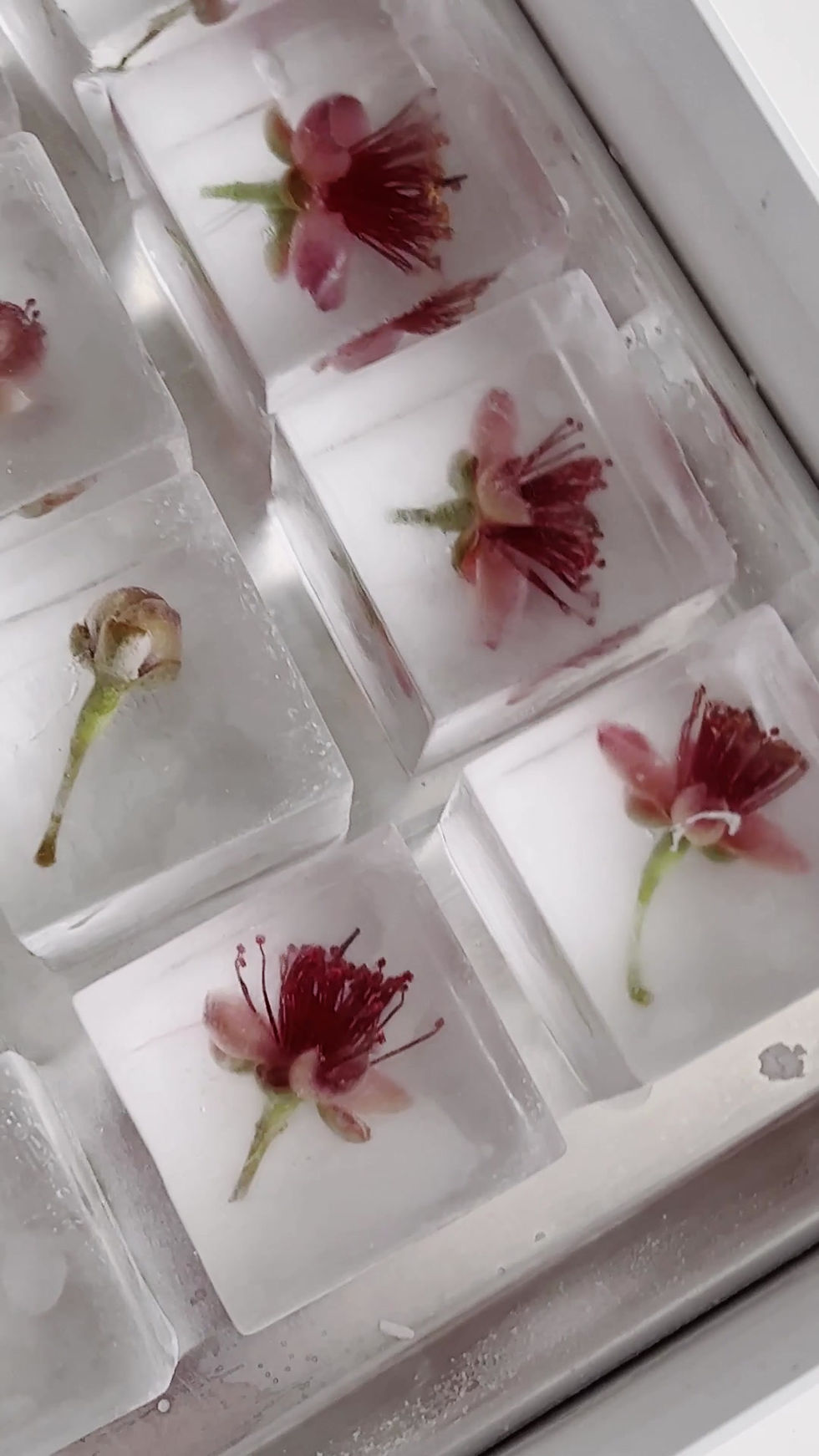 Thumbnail: Pineapple Guava Blossom Cubes