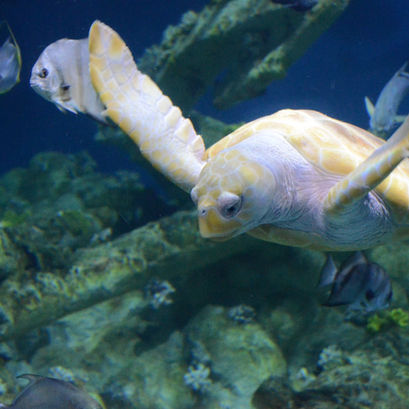 Students on aquarium field trip – viewing marine life exhibits