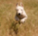 Dog%20Run_edited.jpg