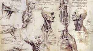 Anatomia Leonardo Da Vinci
