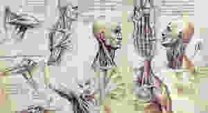 Anatomia Leonardo Da Vinci