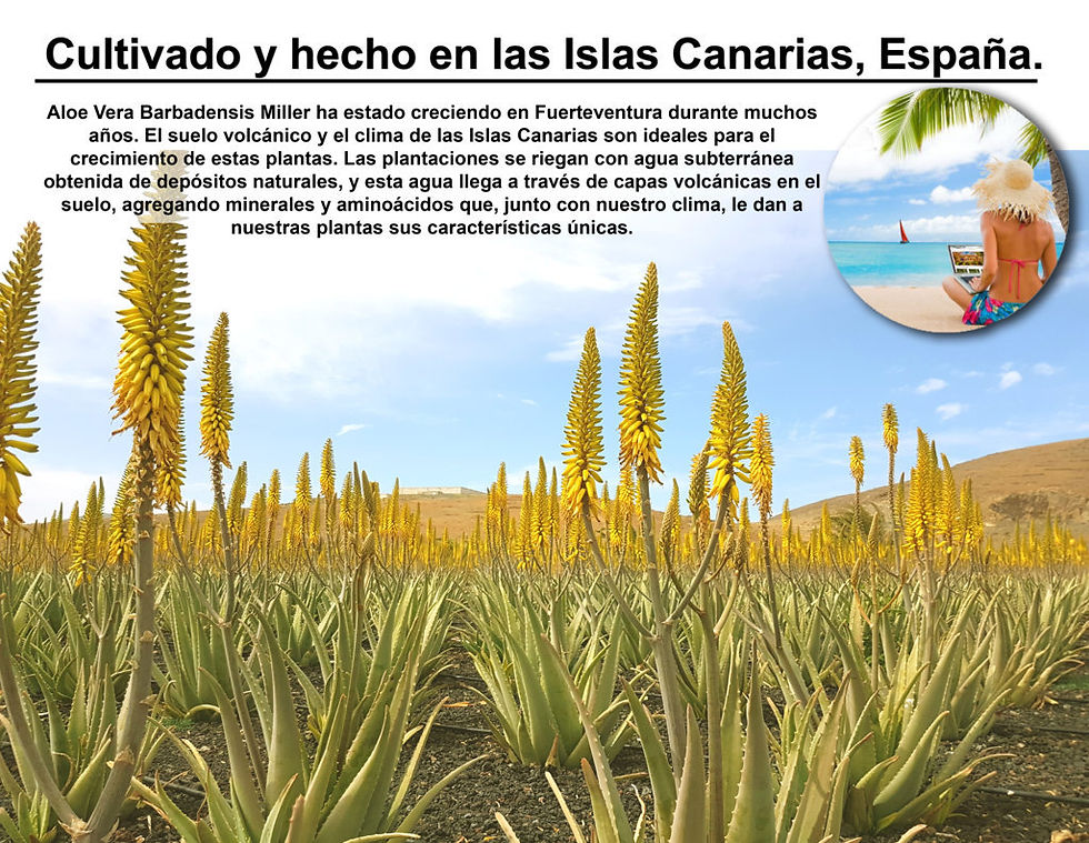 Miniature : Gel d'Aloe Vera pur à 99% - 250 ml