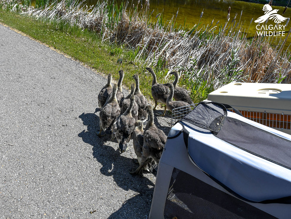 Canada geese getting released by Calgary Wildlife