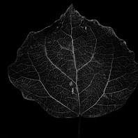 Dark-leaf-black-and-white-photography-23