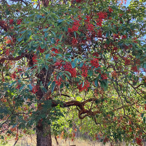 Ode to the Madrone Tree