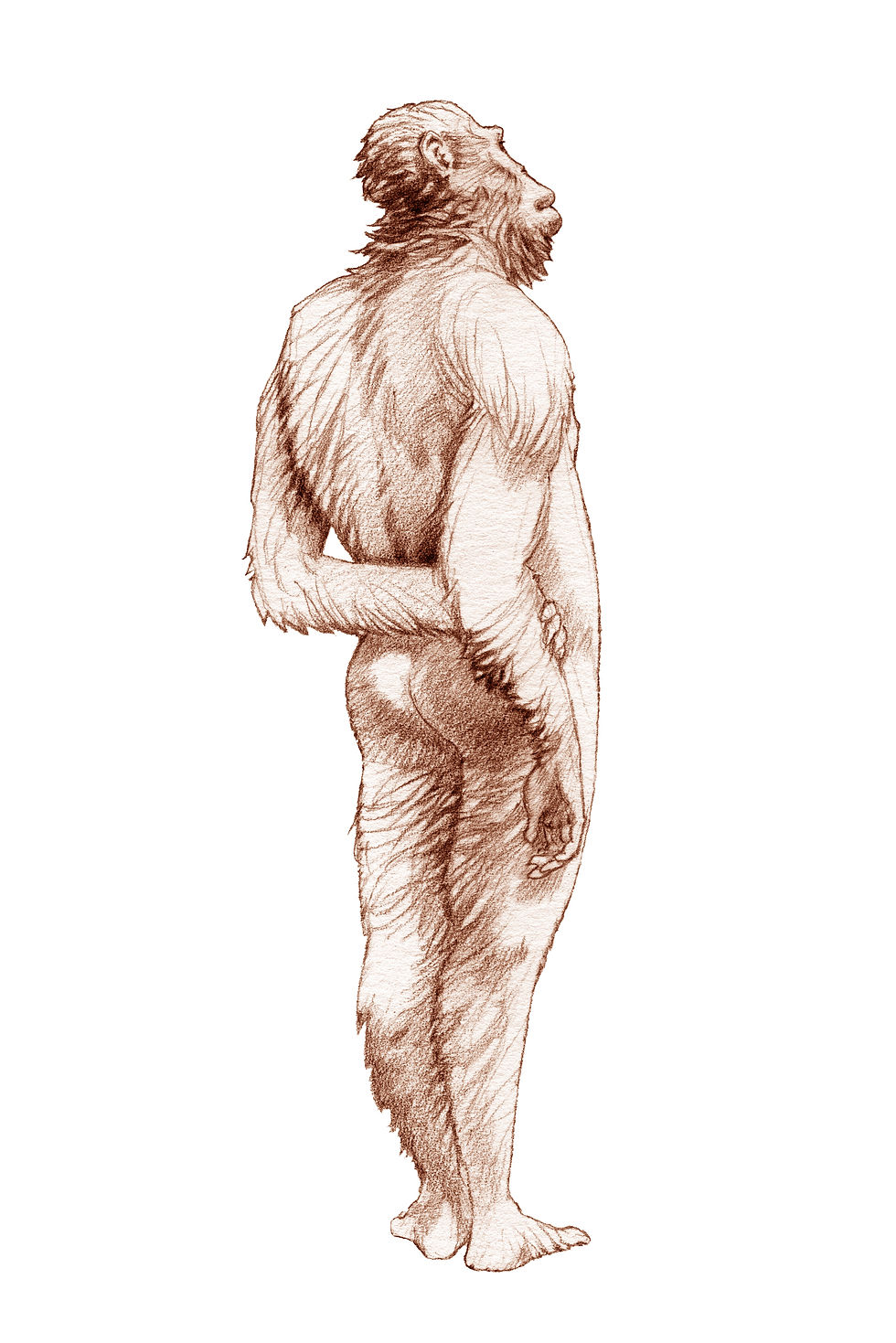 Paranthropus aethiopicus