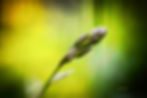 Fibres