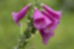 Moms Garden