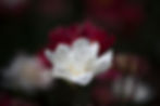 White Tulip