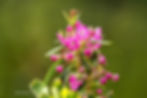 Round Pink