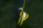 Hostas