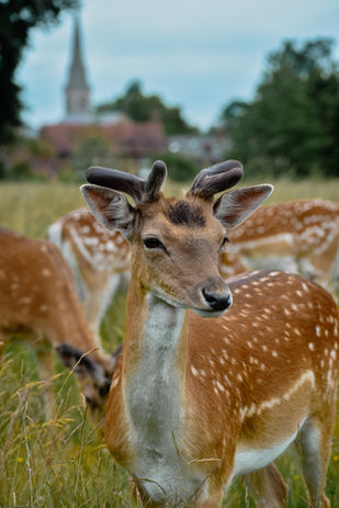 Deer in England