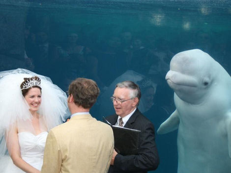 Surprise Guest at an Aquarium Wedding