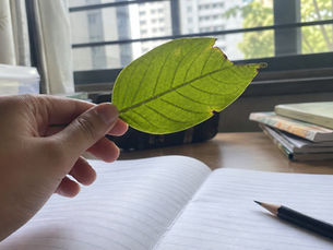 A child holds up a leaf to look closely at its detail before writing