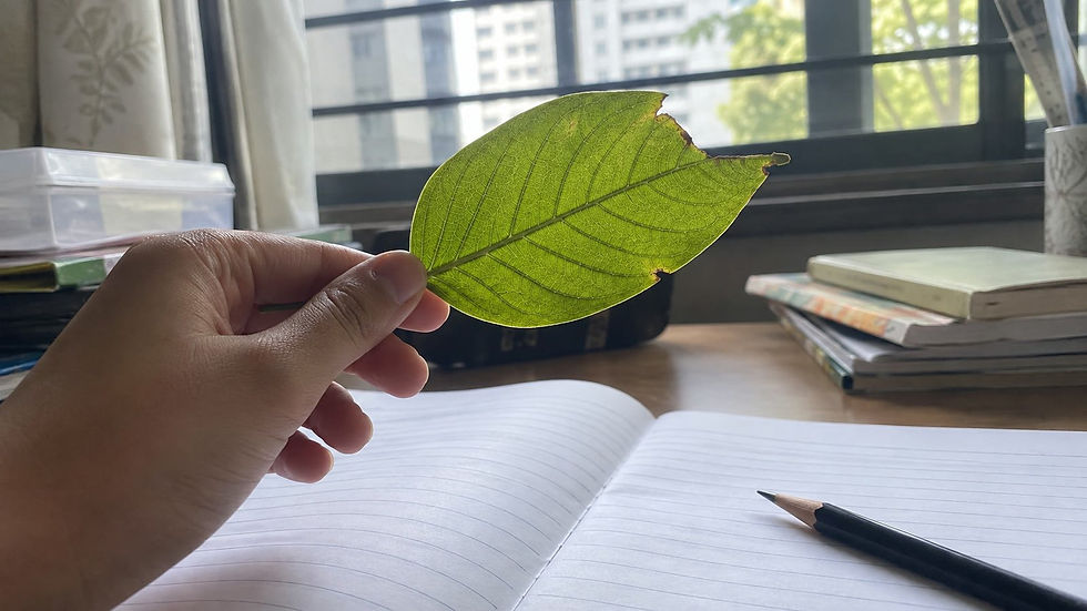 A child holds up a leaf to look closely at its detail before writing