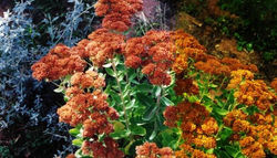 Autumn Sedum Joy