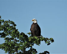 Bald Eagle waits for fish