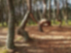 une foret aux arbres tordus