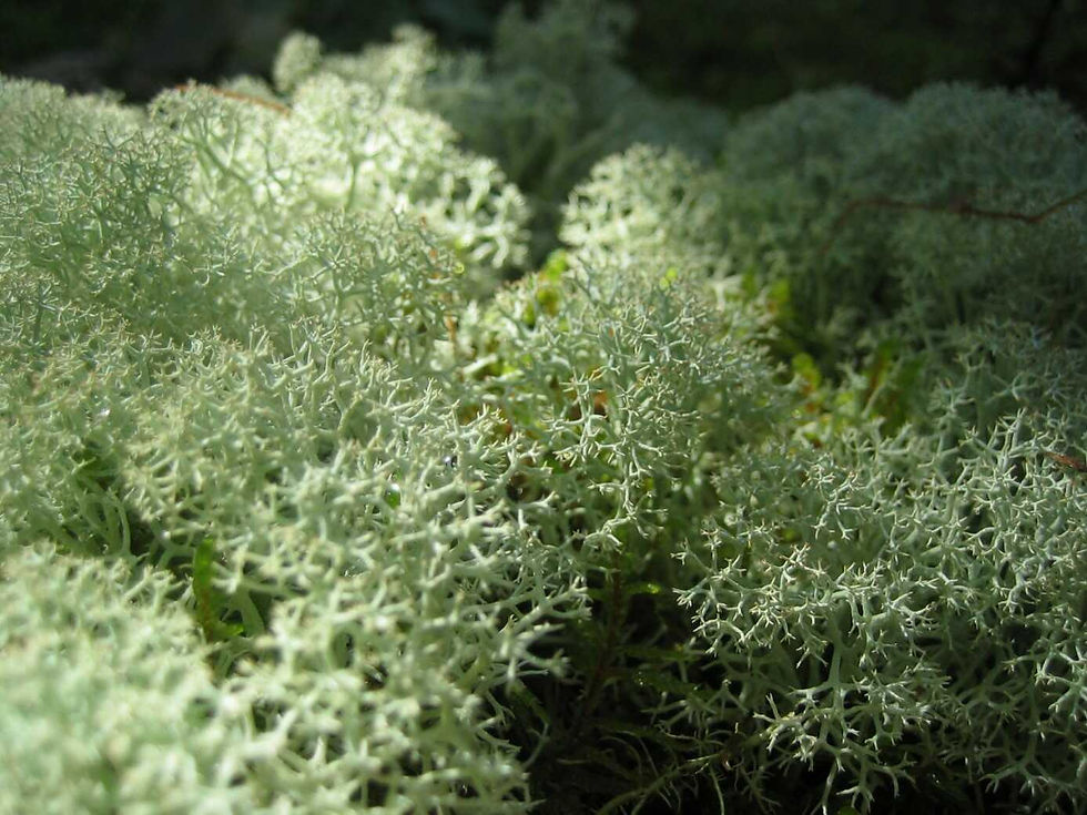 Cladonia, le lichen des Rennes