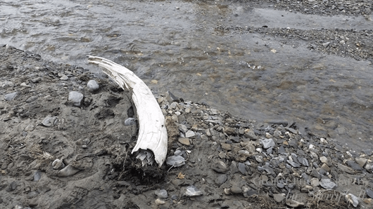 Défense de Mammouth près d'une rivière