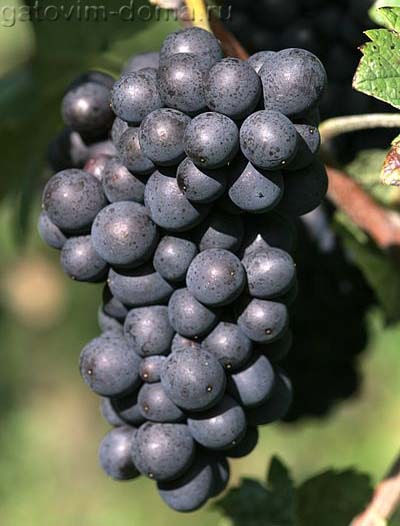 Cepage Pinot Meunier