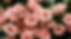 bouquet de roses