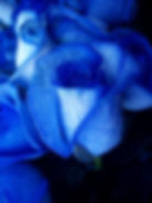 Rares Roses Bleues