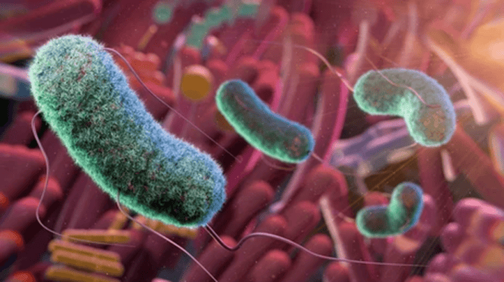 illustration de bactéries