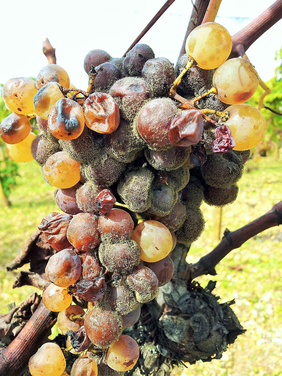 vins de dessert, vins doux, vin de paille, vin de glace, vin jaune, botrytis, passerillage, vendanges tardives, chaptalisation