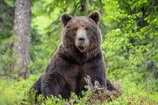 Ours assis dans la nature