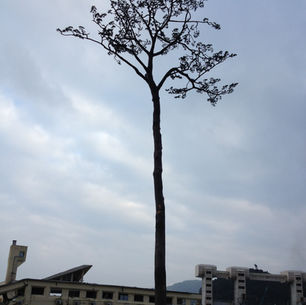 Still Standing Trees 立ち尽くす木