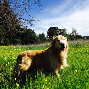 Golden boy
